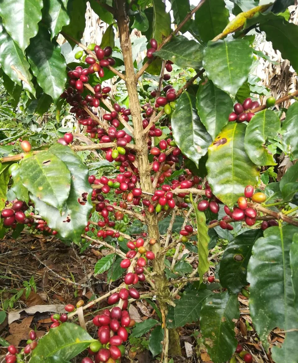 Honduras Washed Process Finca Las Marias 250g, second view